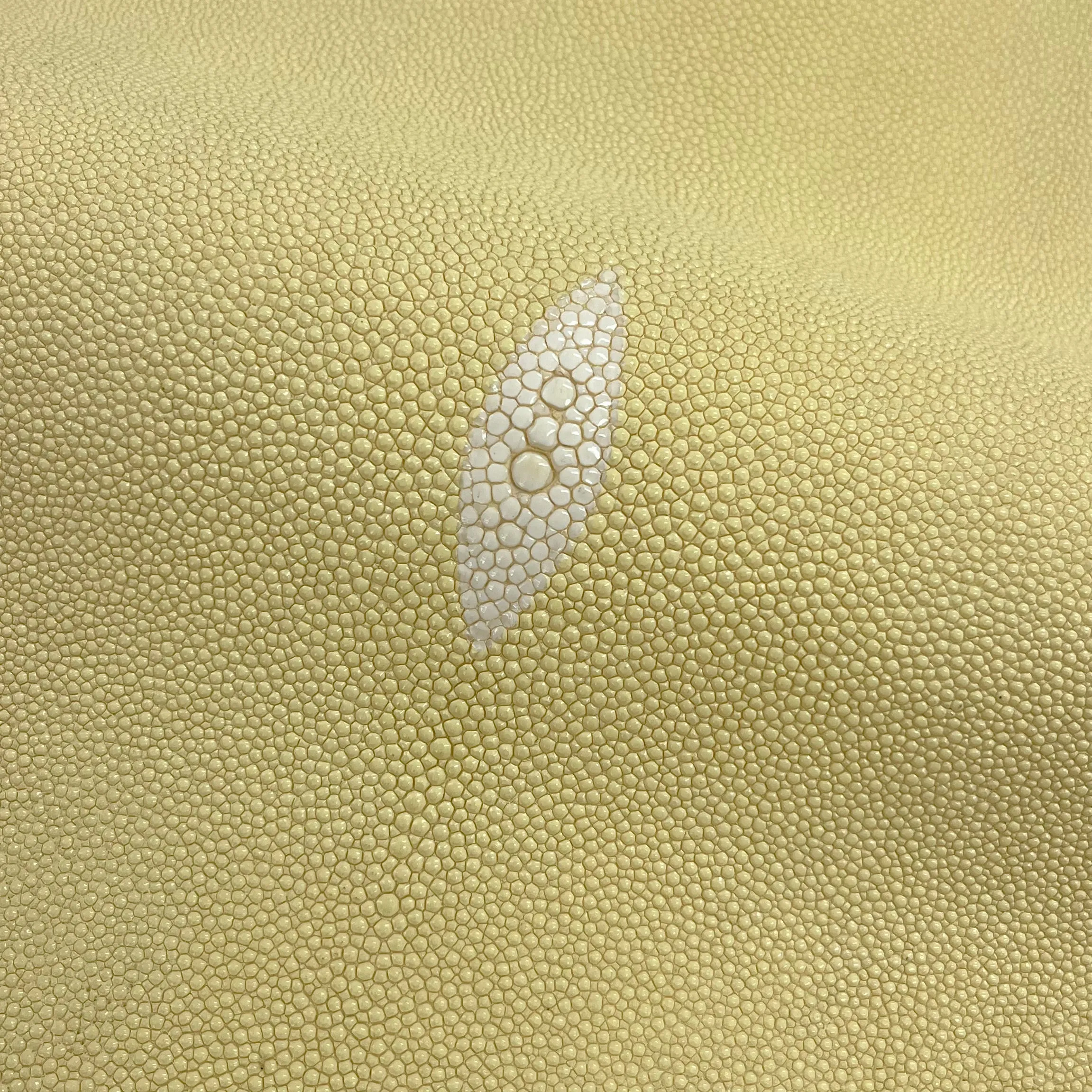 Stingray/Shagreen Genuine Skin | Bone | 11" Wide